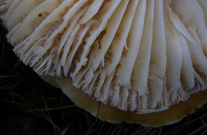Camarophyllus da determinare.